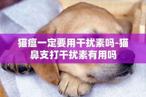 貓瘟一定要用干擾素嗎-貓鼻支打干擾素有用嗎