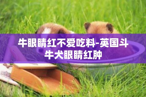 牛眼睛紅不愛吃料-英國斗牛犬眼睛紅腫