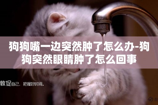 狗狗嘴一邊突然腫了怎么辦-狗狗突然眼睛腫了怎么回事