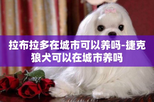 拉布拉多在城市可以養嗎-捷克狼犬可以在城市養嗎