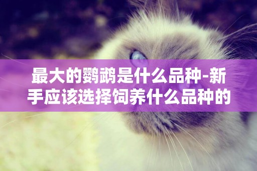 最大的鸚鵡是什么品種-新手應該選擇飼養什么品種的鸚鵡