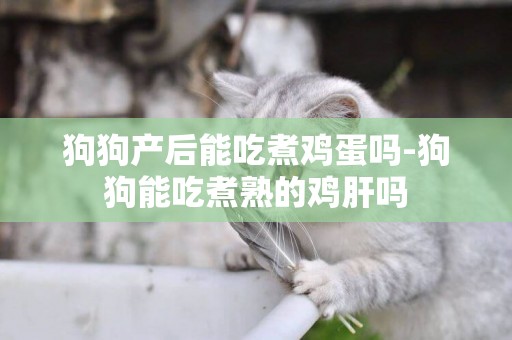 狗狗產后能吃煮雞蛋嗎-狗狗能吃煮熟的雞肝嗎
