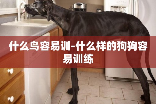什么鳥容易訓-什么樣的狗狗容易訓練