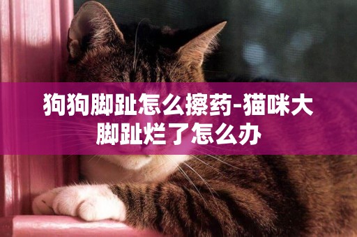 狗狗腳趾怎么擦藥-貓咪大腳趾爛了怎么辦