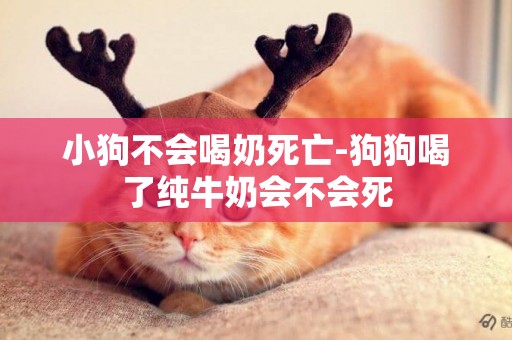 小狗不會喝奶死亡-狗狗喝了純牛奶會不會死
