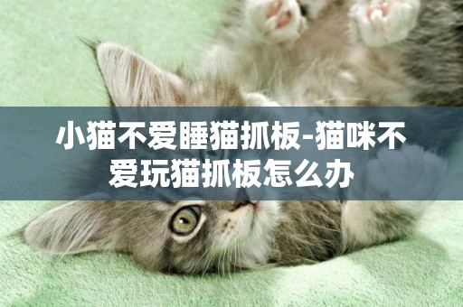 小貓不愛睡貓抓板-貓咪不愛玩貓抓板怎么辦