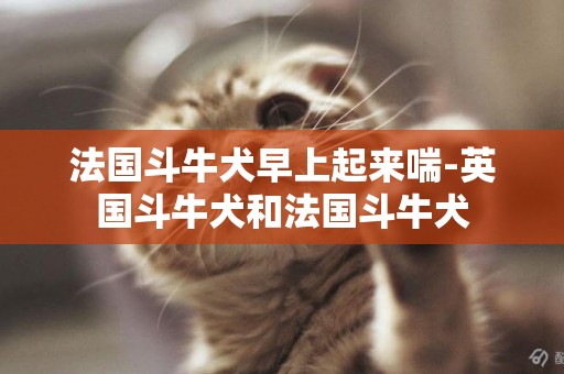 法國斗牛犬早上起來喘-英國斗牛犬和法國斗牛犬