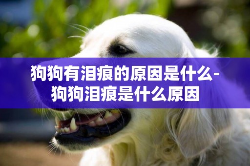 狗狗有淚痕的原因是什么-狗狗淚痕是什么原因