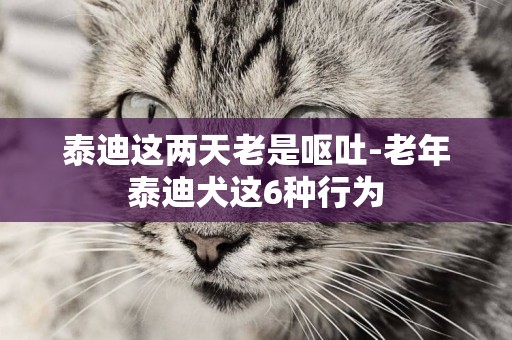 泰迪這兩天老是嘔吐-老年泰迪犬這6種行為