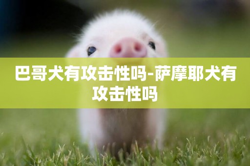 巴哥犬有攻擊性嗎-薩摩耶犬有攻擊性嗎