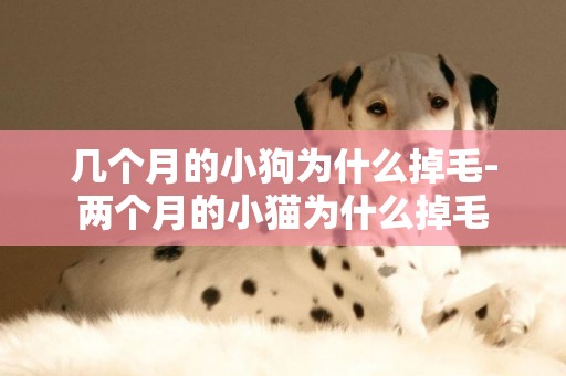 幾個月的小狗為什么掉毛-兩個月的小貓為什么掉毛