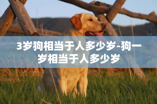 3歲狗相當于人多少歲-狗一歲相當于人多少歲
