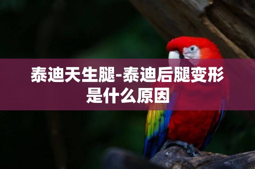 泰迪天生腿-泰迪后腿變形是什么原因
