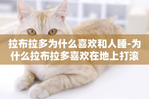 拉布拉多為什么喜歡和人睡-為什么拉布拉多喜歡在地上打滾