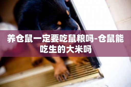 養倉鼠一定要吃鼠糧嗎-倉鼠能吃生的大米嗎