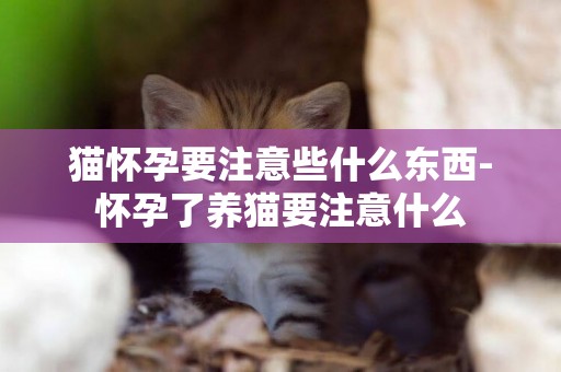 貓懷孕要注意些什么東西-懷孕了養貓要注意什么