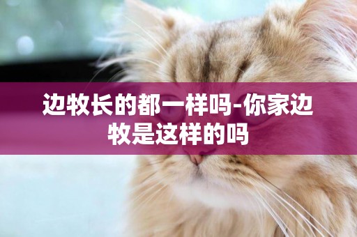 邊牧長的都一樣嗎-你家邊牧是這樣的嗎