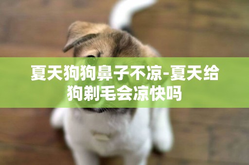 夏天狗狗鼻子不涼-夏天給狗剃毛會涼快嗎