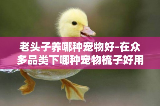 老頭子養哪種寵物好-在眾多品類下哪種寵物梳子好用
