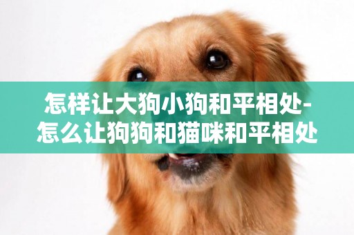 怎樣讓大狗小狗和平相處-怎么讓狗狗和貓咪和平相處