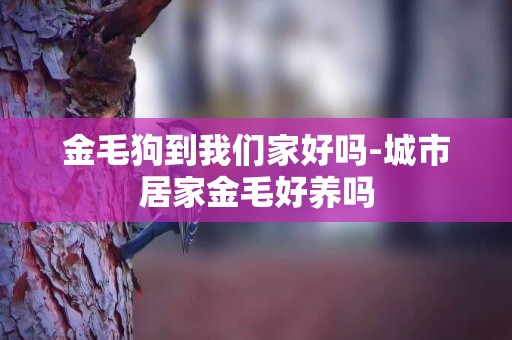 金毛狗到我們家好嗎-城市居家金毛好養嗎