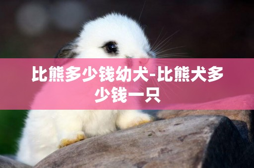比熊多少錢幼犬-比熊犬多少錢一只