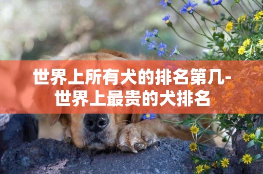 世界上所有犬的排名第幾-世界上最貴的犬排名