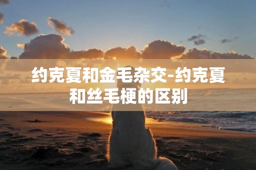 約克夏和金毛雜交-約克夏和絲毛梗的區別