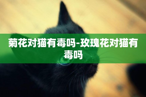 菊花對貓有毒嗎-玫瑰花對貓有毒嗎