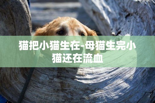 貓把小貓生在-母貓生完小貓還在流血