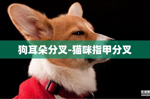 狗耳朵分叉-貓咪指甲分叉