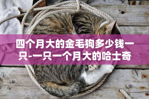 四個月大的金毛狗多少錢一只-一只一個月大的哈士奇多少錢