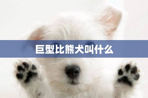 巨型比熊犬叫什么