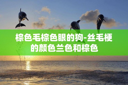 棕色毛棕色眼的狗-絲毛梗的顏色蘭色和棕色