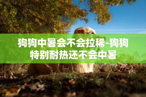 狗狗中暑會不會拉稀-狗狗特別耐熱還不會中暑
