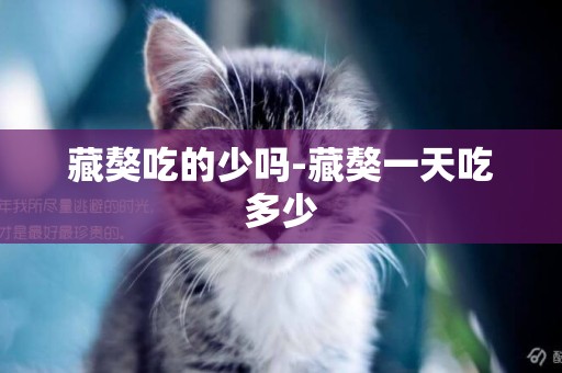 藏獒吃的少嗎-藏獒一天吃多少