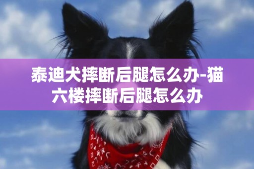 泰迪犬摔斷后腿怎么辦-貓六樓摔斷后腿怎么辦