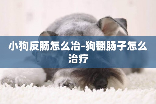 小狗反腸怎么冶-狗翻腸子怎么治療
