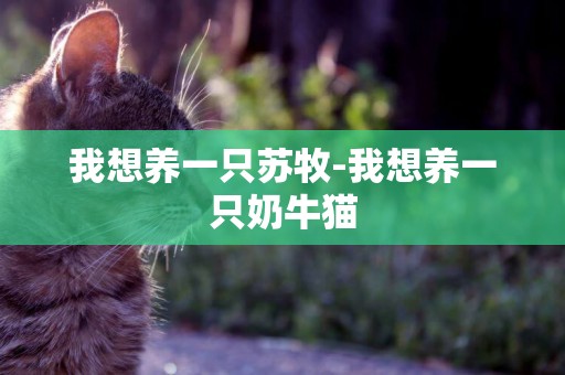 我想養一只蘇牧-我想養一只奶牛貓