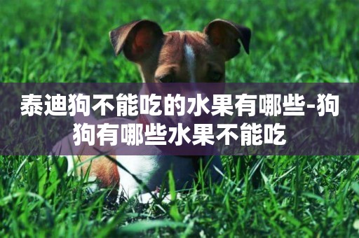 泰迪狗不能吃的水果有哪些-狗狗有哪些水果不能吃