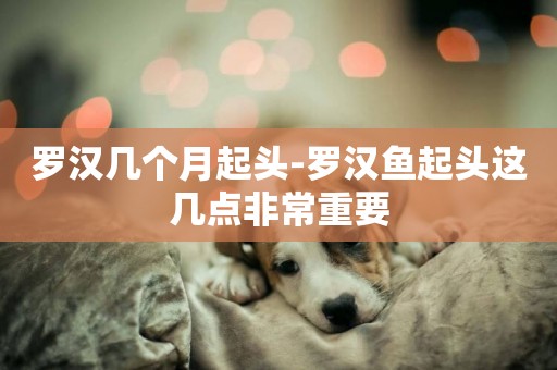 羅漢幾個月起頭-羅漢魚起頭這幾點非常重要