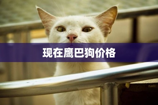 現在鷹巴狗價格