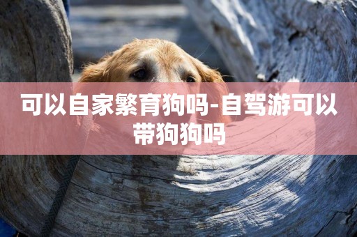 可以自家繁育狗嗎-自駕游可以帶狗狗嗎