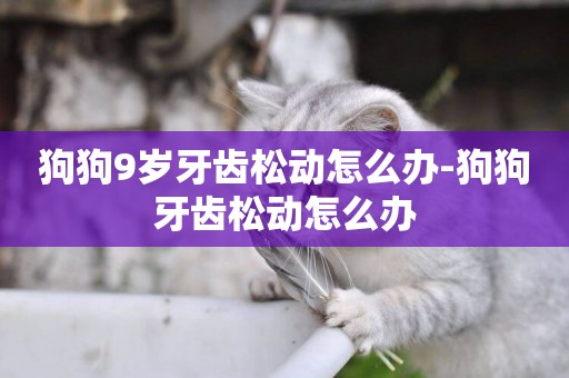 狗狗9歲牙齒松動怎么辦-狗狗牙齒松動怎么辦
