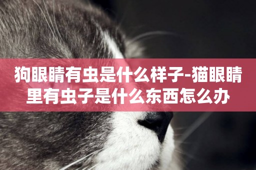 狗眼睛有蟲是什么樣子-貓眼睛里有蟲子是什么東西怎么辦