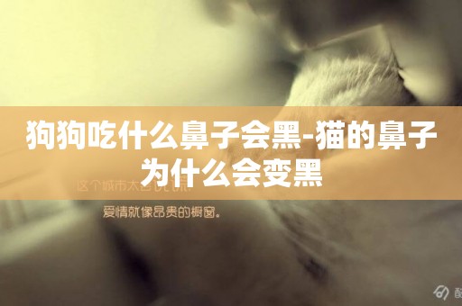 狗狗吃什么鼻子會黑-貓的鼻子為什么會變黑