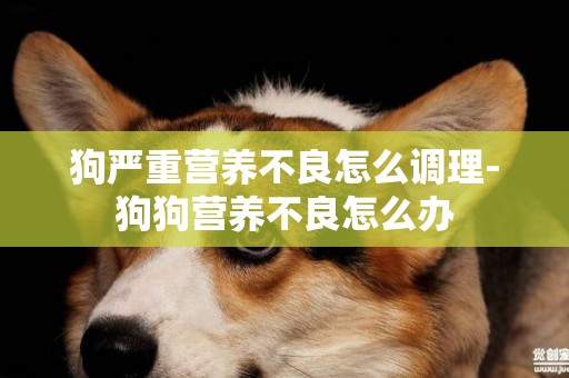 狗嚴重營養不良怎么調理-狗狗營養不良怎么辦