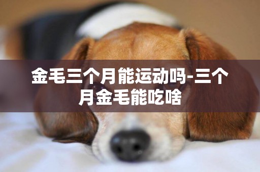 金毛三個月能運動嗎-三個月金毛能吃啥