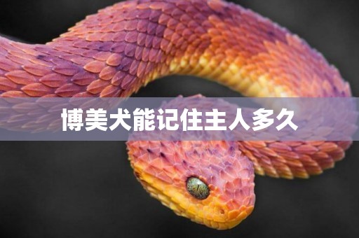 博美犬能記住主人多久