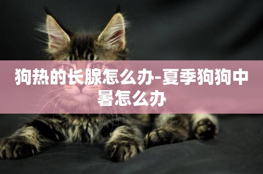 狗熱的長腺怎么辦-夏季狗狗中暑怎么辦